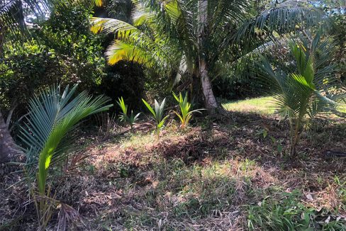 15 Acres Near Hopkins Village