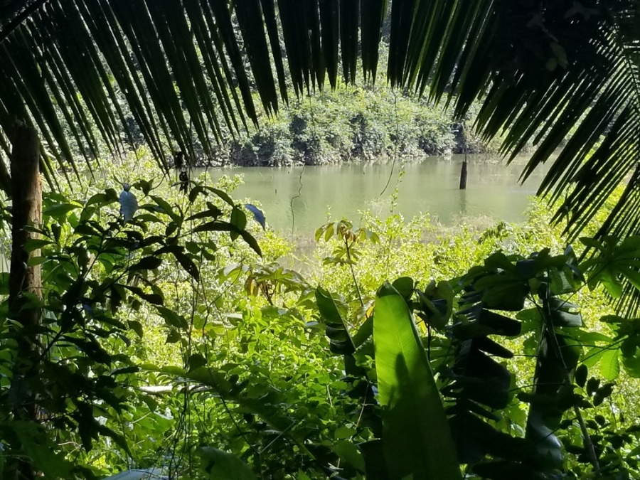 250 acres pristine jungle land with beautiful wide all weather creek