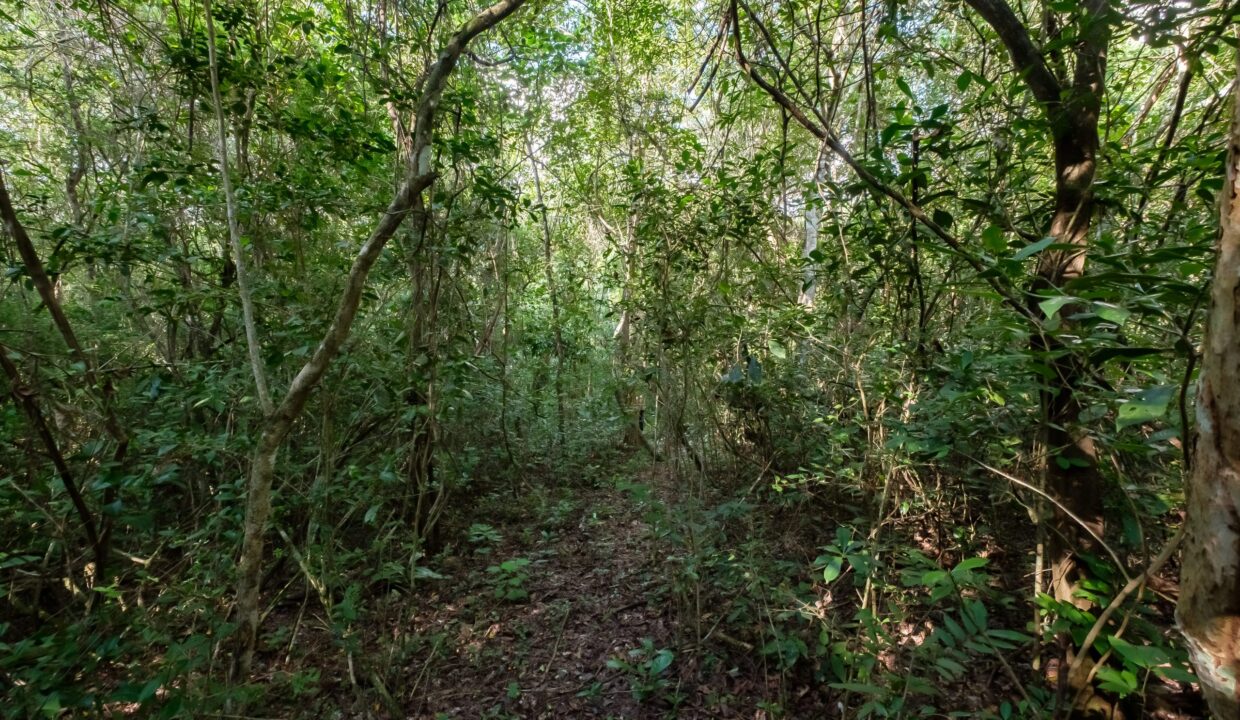 30-Acre Property for Sale Near San Ignacio, Belize – Private Estate with Creek Access