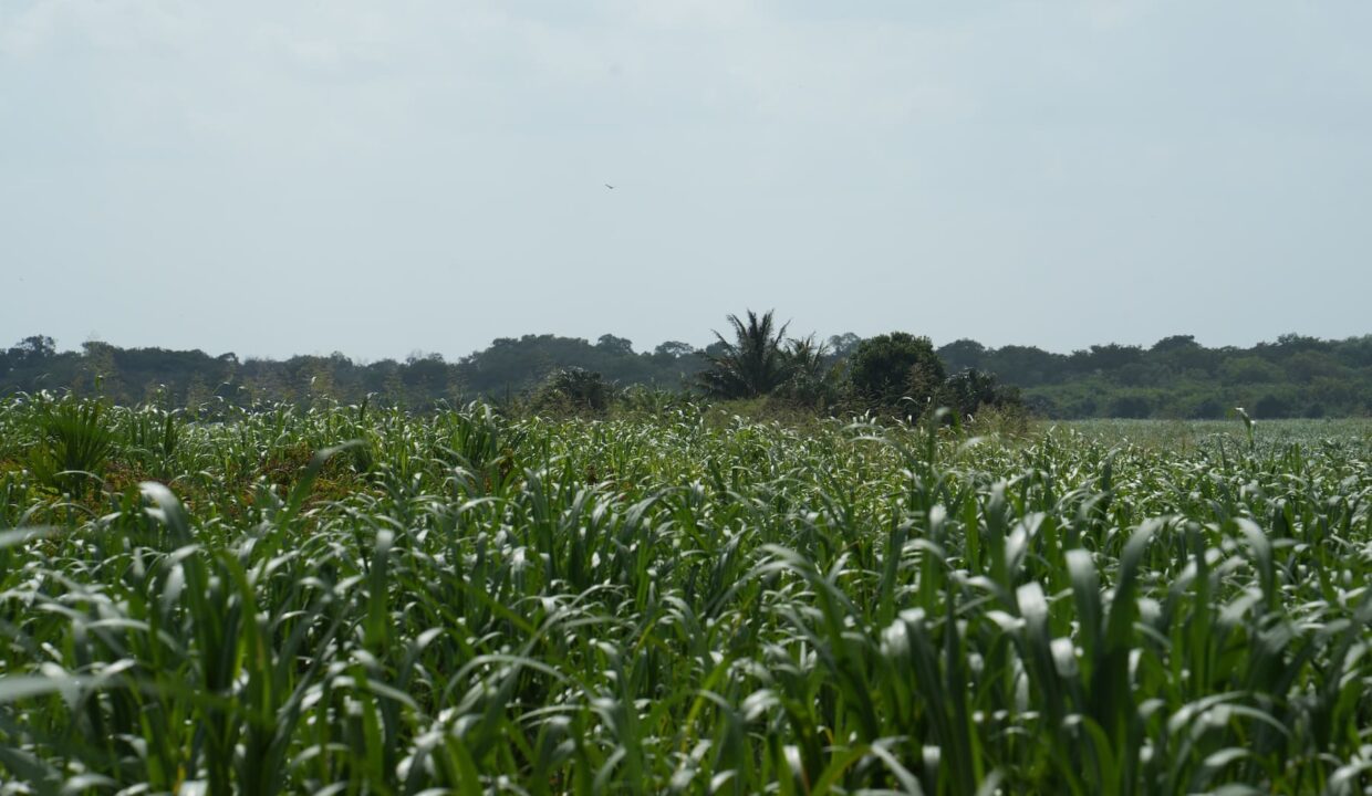 361.2 Acres along Remate Bypass Rd. near 4 Mile Lagoon and Corozal Free Zone