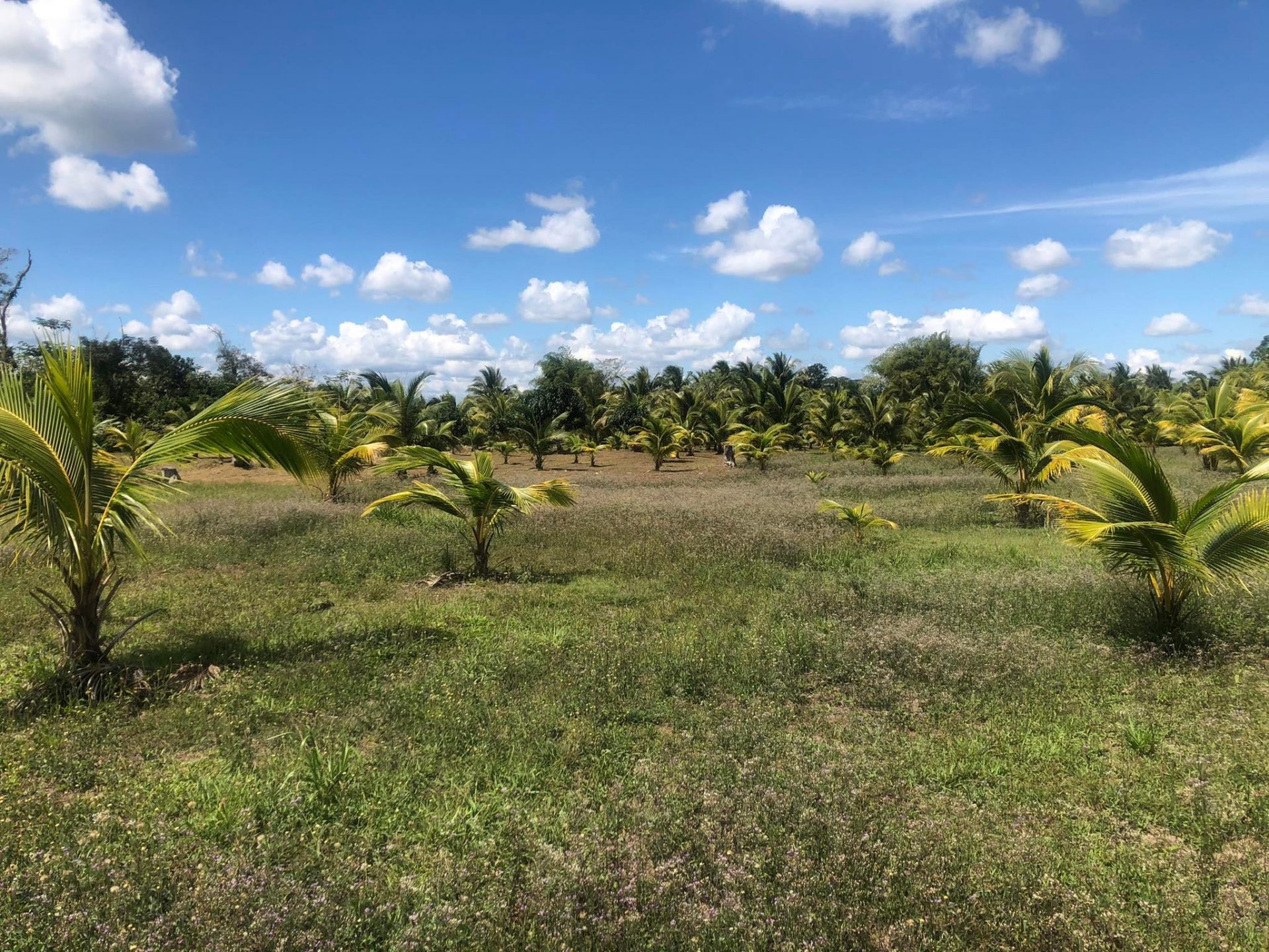 5 Acre Farm In Belmopan
