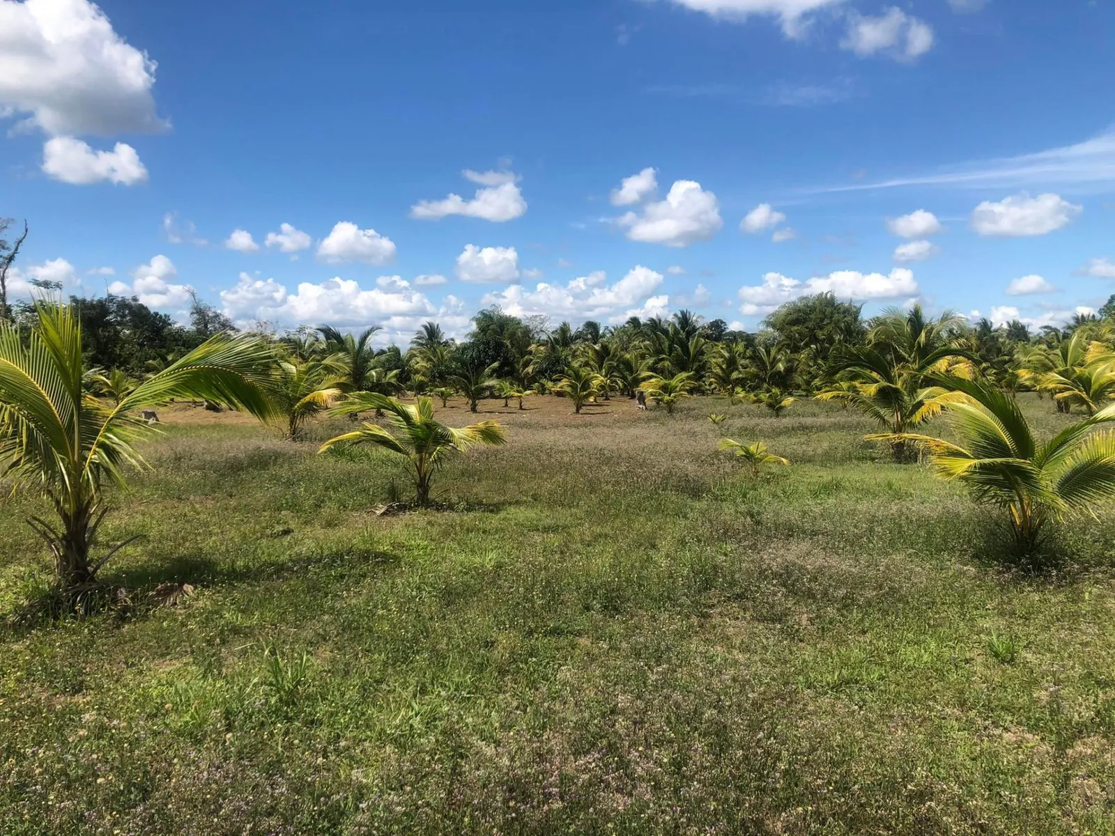 5 Acre Farm In Belmopan
