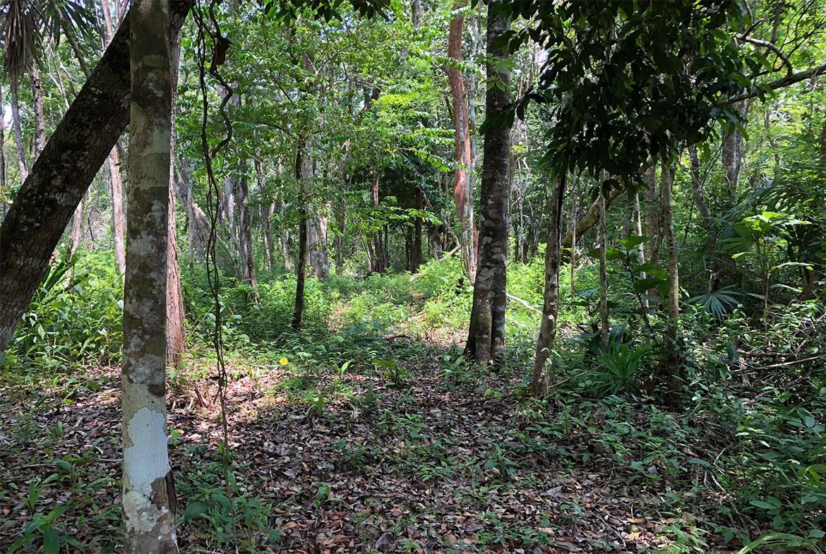 40 Acres With A View| Belize Real Estate