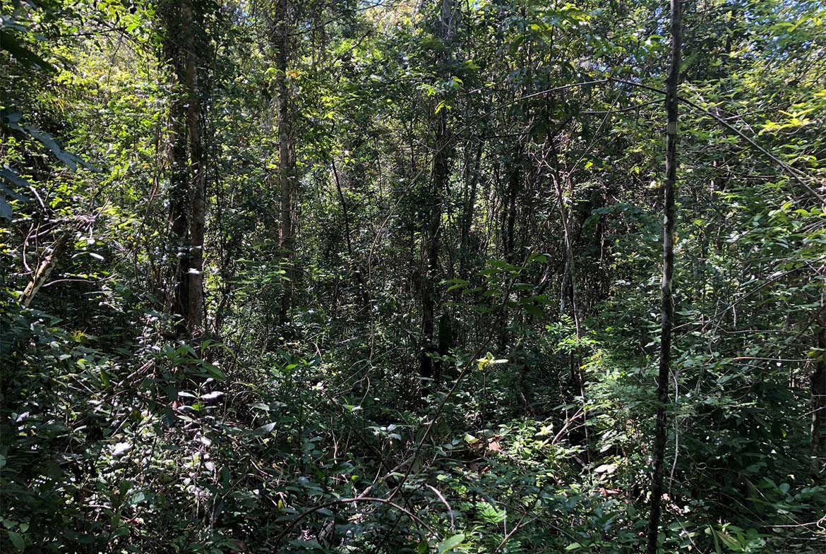 113 Acres With Hills And Jungle