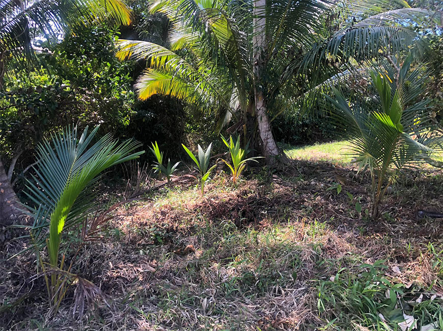 15 Acres Farm With Orange Trees