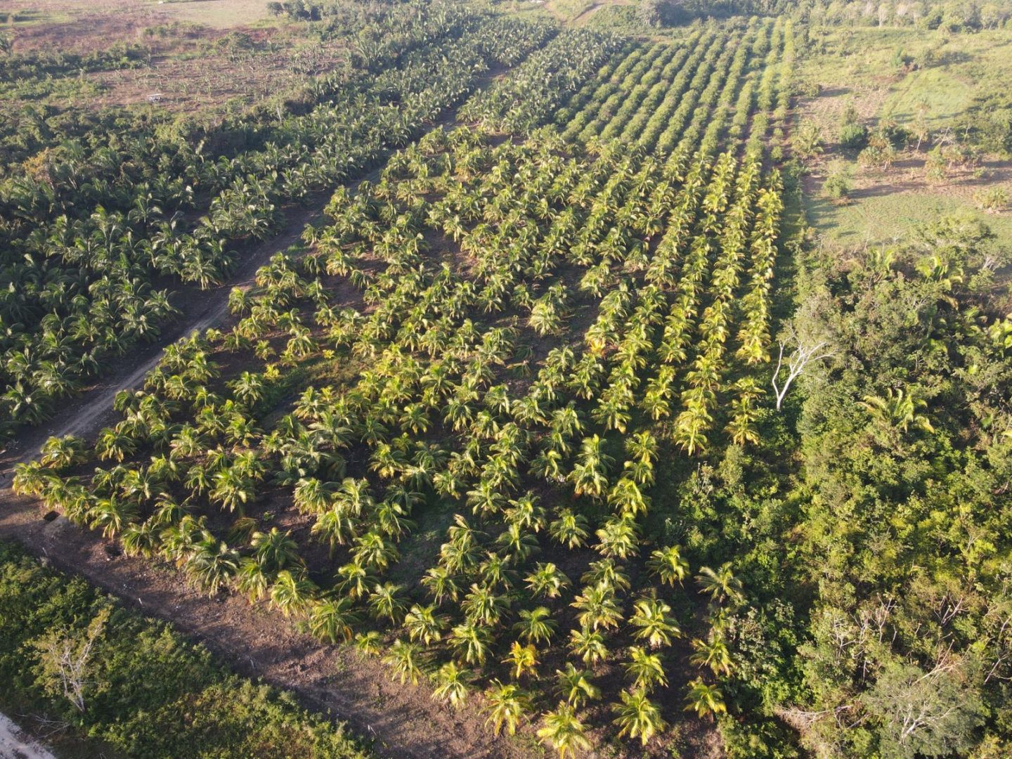 25 Acres Coconut/Lime Farm with Hilltop Homesite and Two Ponds
