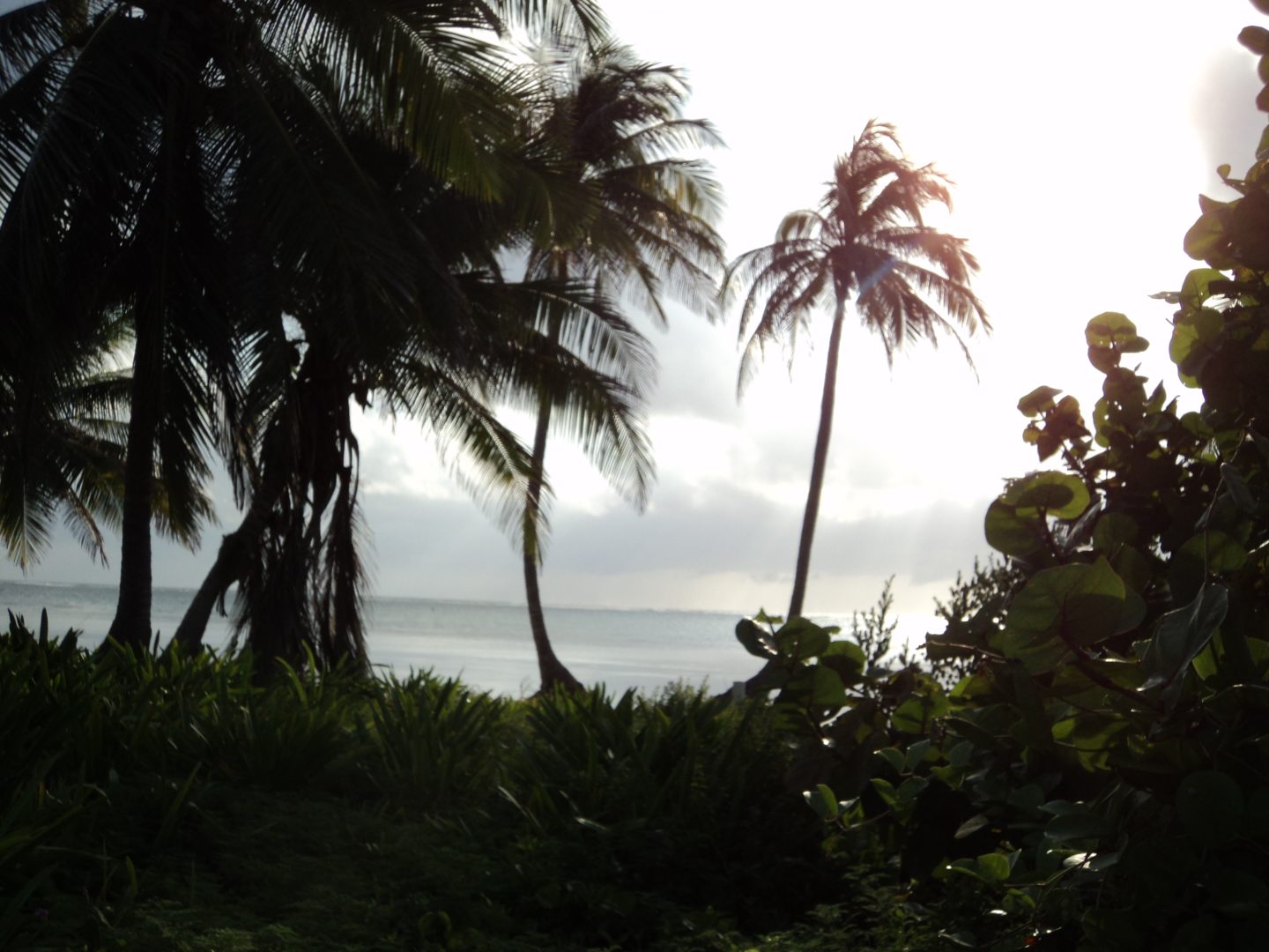 Caribbean Cowboys Co. Limited
