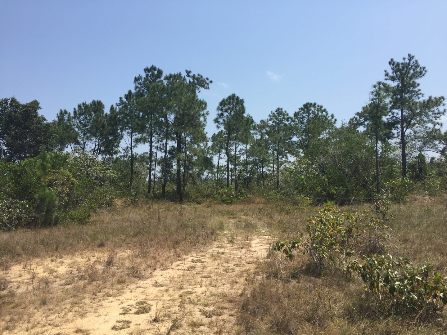 PF0004- 1,456 acres – Near Hattieville, Belize District