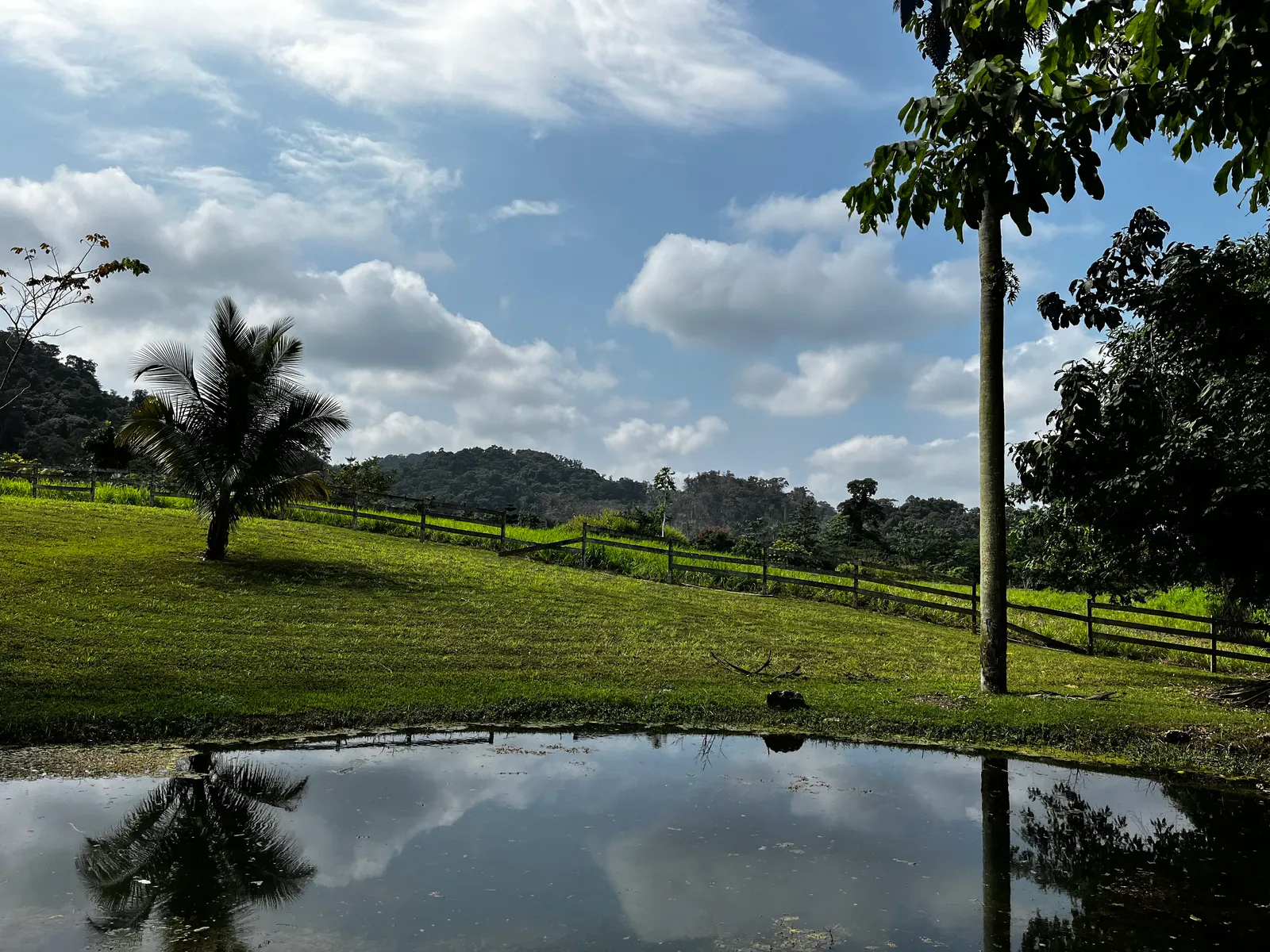 81 acre of farm, pastures, jungle, hills with natural spring