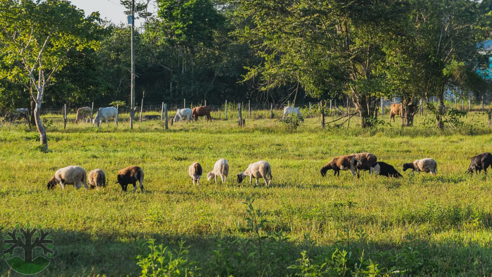 11.5-Acre Riverfront Horse Farm On The Belize River