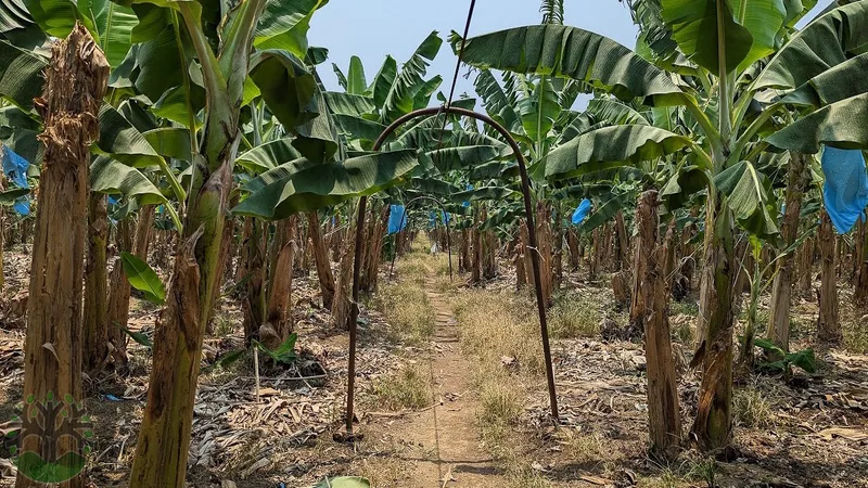 1200-Acre Income Producing Banana Farm In Southern Belize