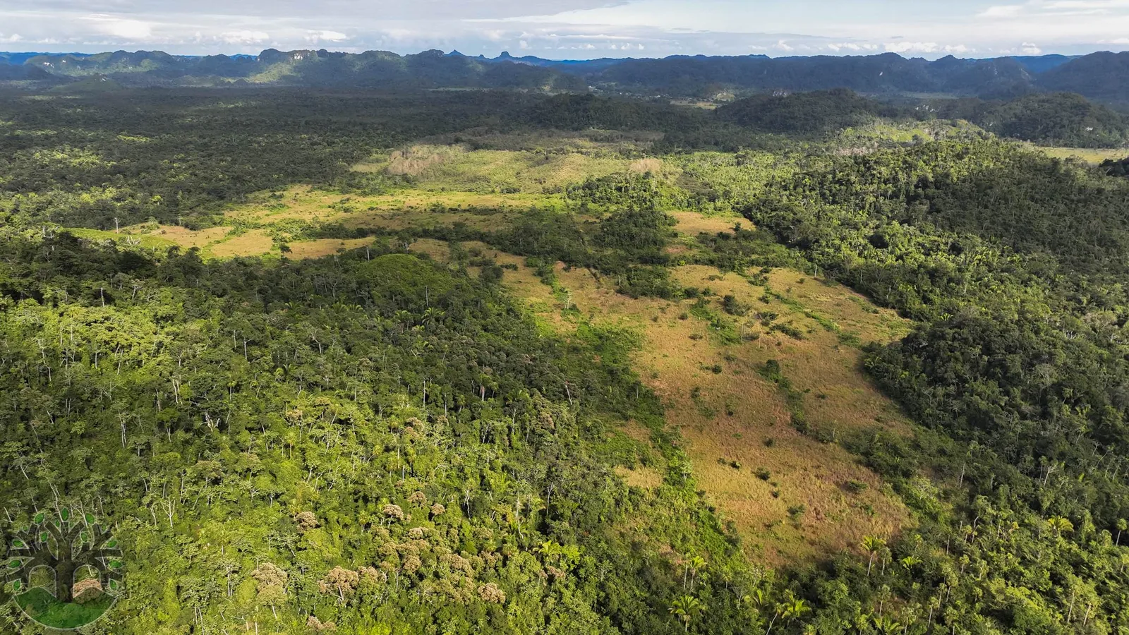 Impressive 481-Acre Tree Farm With Stunning Views & Creek Frontage