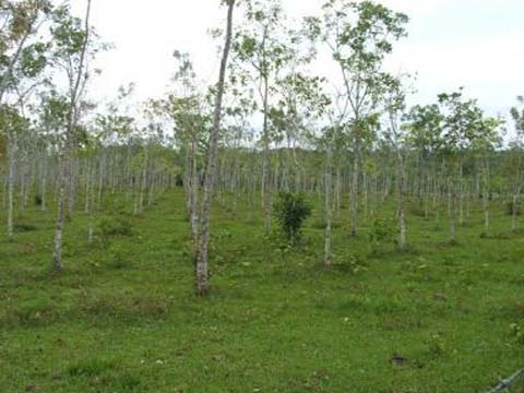 9 Acres with Mahogany & Cedar Trees