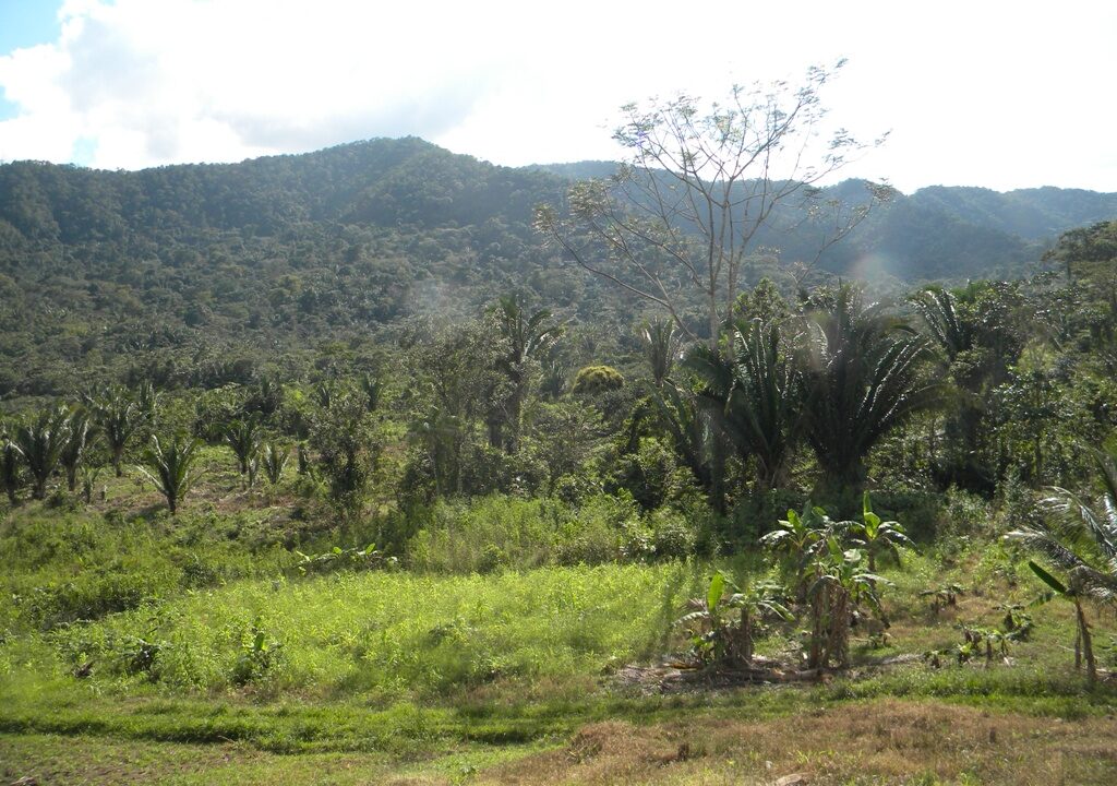 Beautiful 21 acre Farmland with homesite
