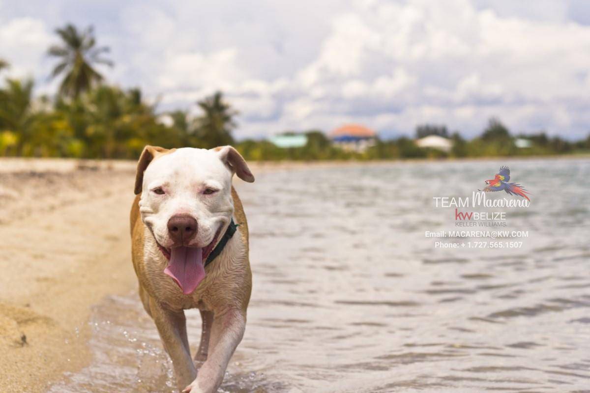 Beautiful Lot on Ambergris Caye
