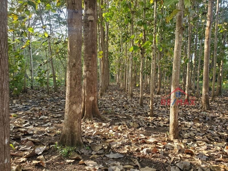 75 ACRE HARDWOOD TREE PLANTATION + 900 FT RIVER FRONTAGE – near SAN IGNACIO TOWN, CAYO, BELIZE
