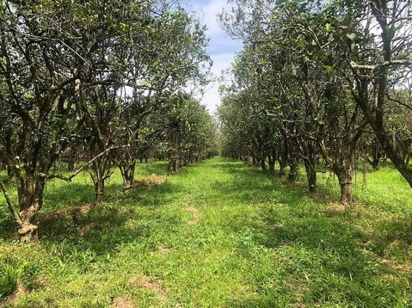 #4138 – 198 Acre Orchard with Producing Orange and Grapefruit Trees – Income Generating Belize Real Estate