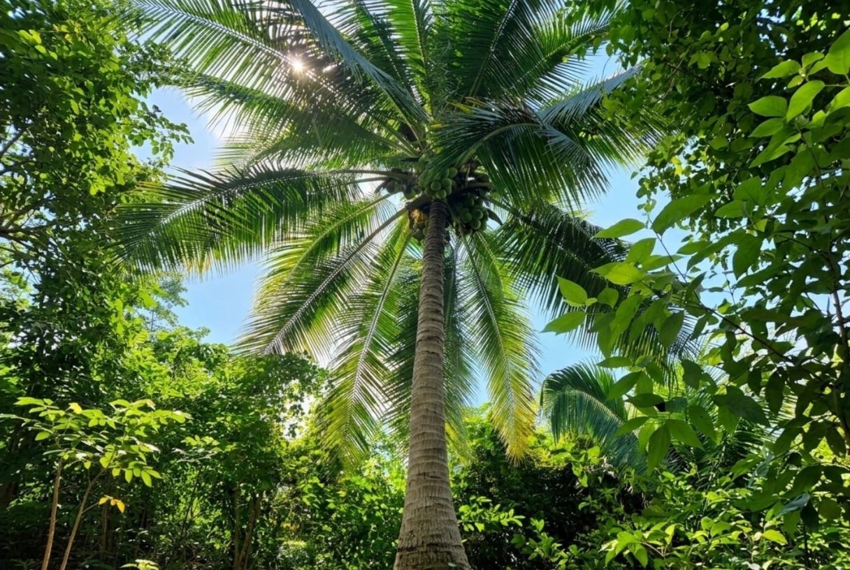 50 Acres of Premium Jungle Acreage