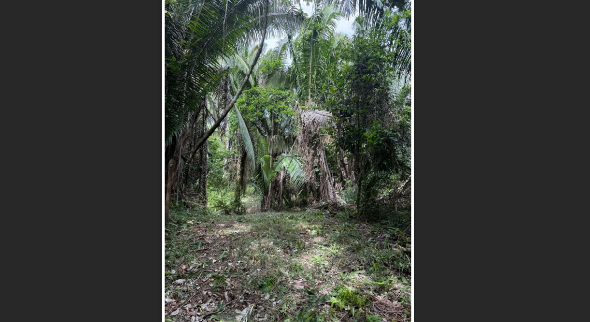 #4509 – Off-Grid Creekside Jungle Lot 2 – 2.70 Acres on Indian Creek near Darknight Cave Tubing, Caves Branch, Cayo District