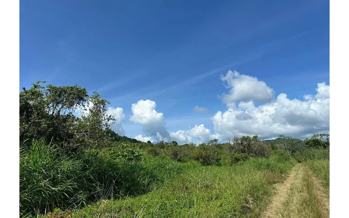 Discover Your Slice of Paradise: 16 Acre Citrus Land in Belize