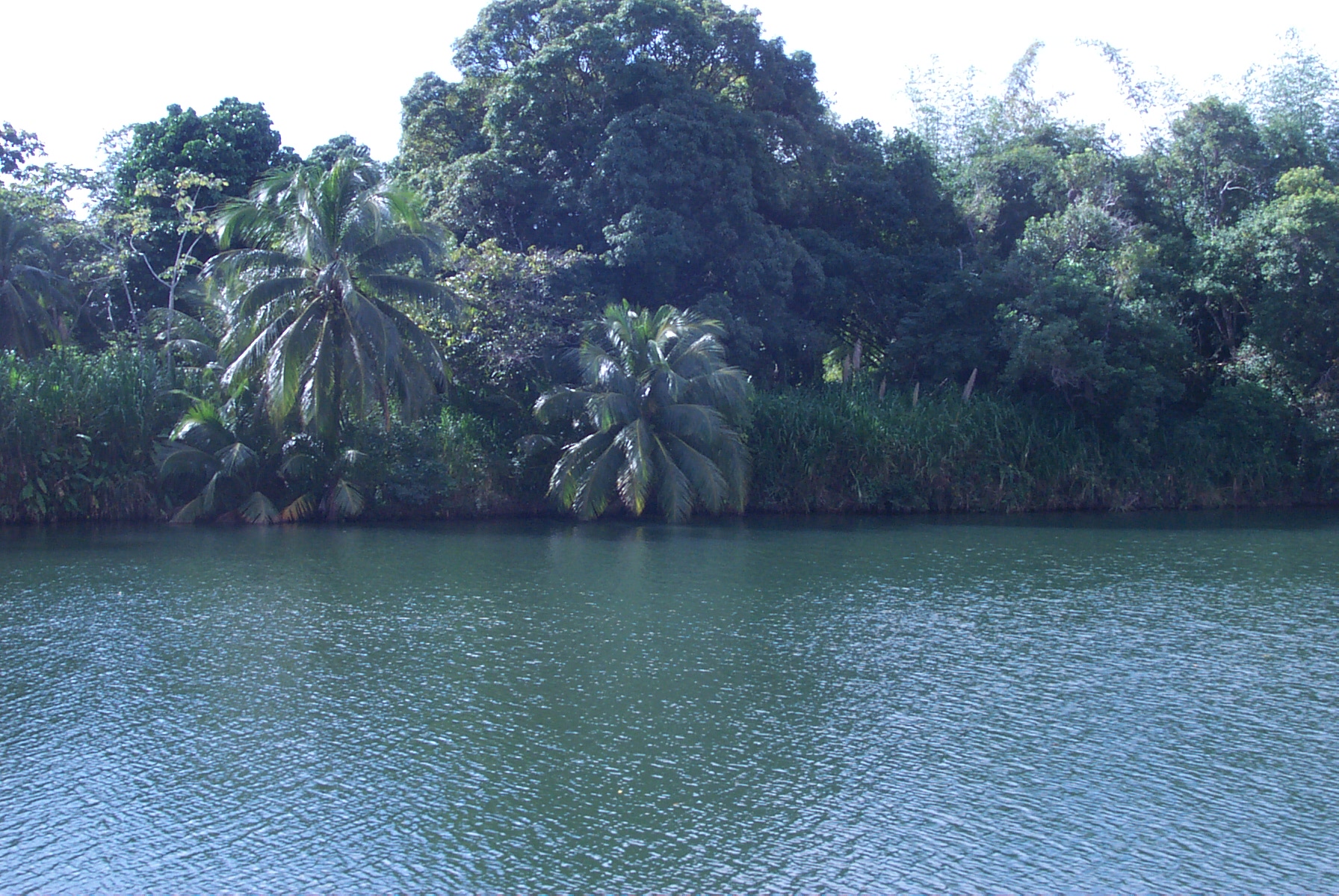 16+ acres Sittee River Frontage-PRICE REDUCTION