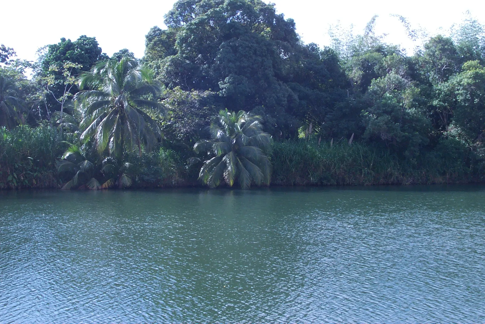 16+ acres Sittee River Frontage-PRICE REDUCTION