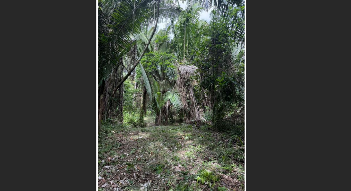 #4509 – Off-Grid Creekside Jungle Lot 2 – 2.70 Acres on Indian Creek near Darknight Cave Tubing, Caves Branch, Cayo District