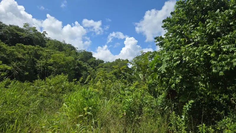 50 Acres of Premium Jungle Acreage