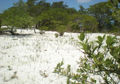 Eden Isle Community