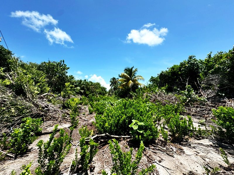 HUGE LUSH LOT ON NORTH CAYE EXTRA