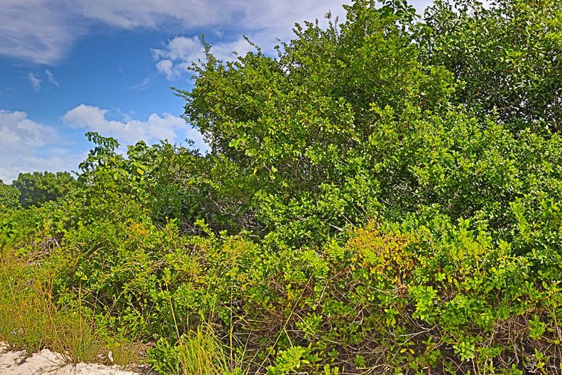 Verdant Lot on Main North Caye Road