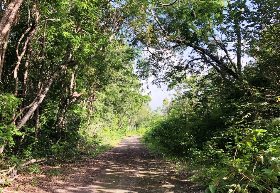 Affordable Wooded Homesite in Peaceful Consejo Shores