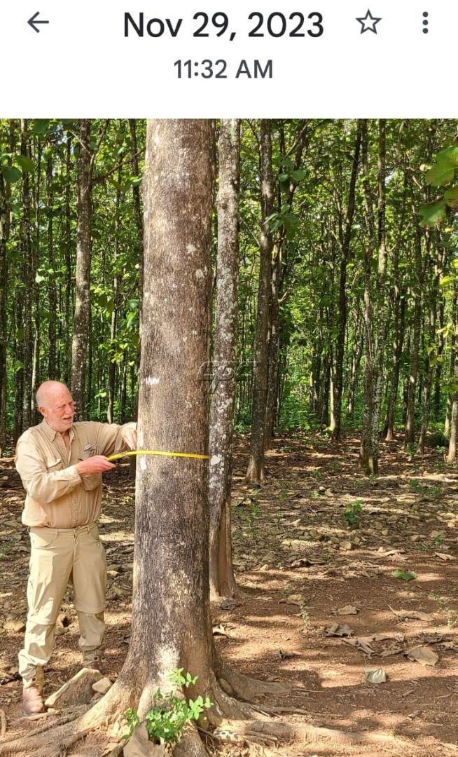 Mature Teak Plantation For Sale in Belize