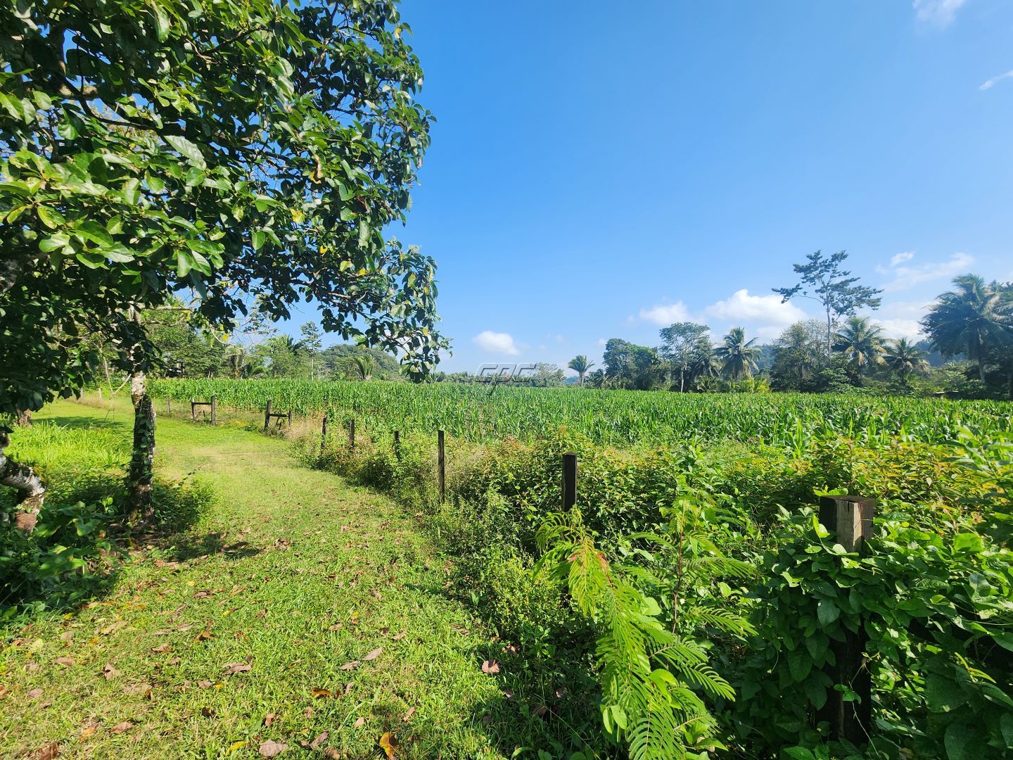 Gorgeous Farmland in Cayo District, Belize