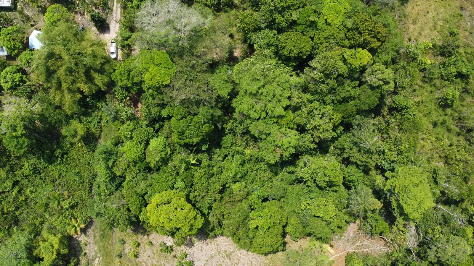 Beautiful land in Joe Taylor area of Punta Gorda