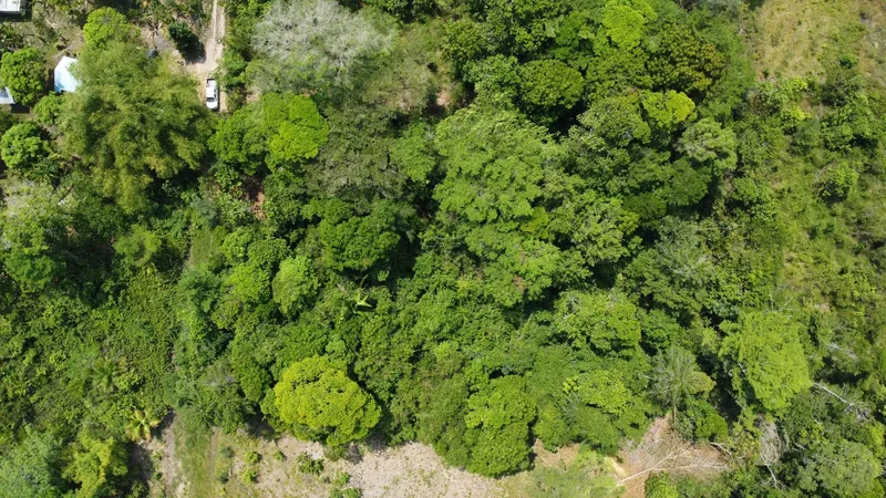 Beautiful land in Joe Taylor area of Punta Gorda