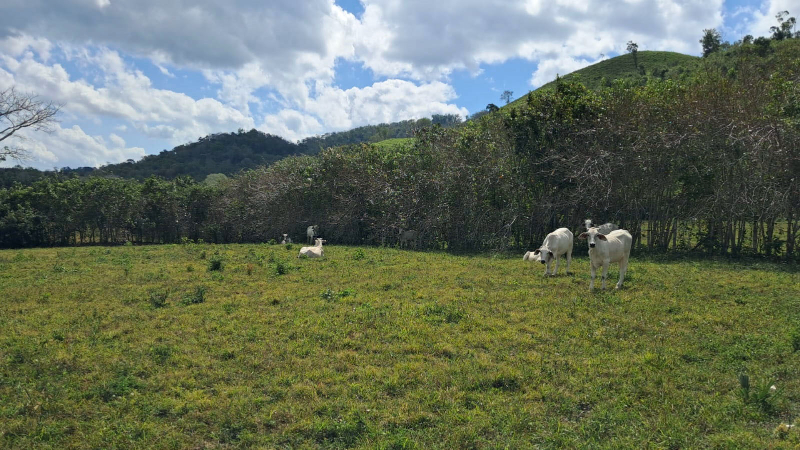Exceptional 170 Acre Established Cattle Farm