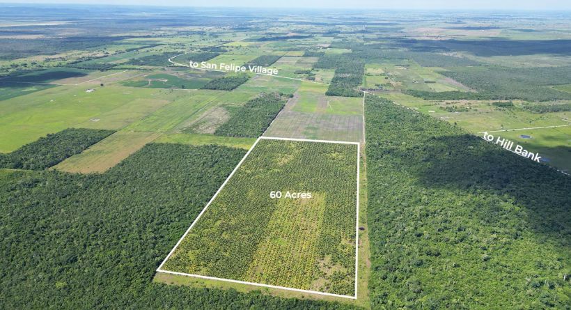 Expansive and Producing 60 Acres Coconut Farm in San Felipe Orange Walk District in Northern Belize