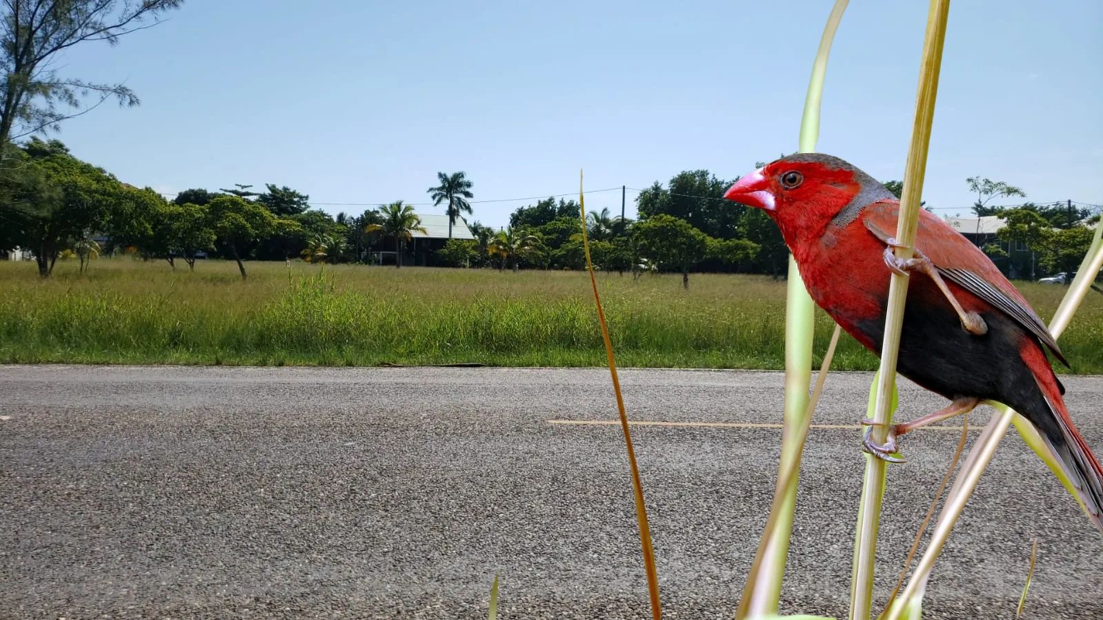 Residential Lot in Placencia Bay Development,