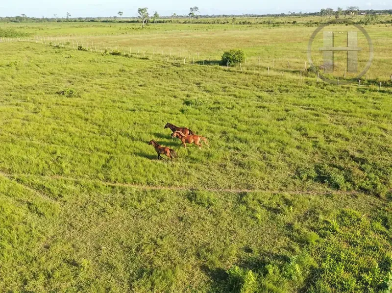 125-Acre Working Cattle Ranch with Pig Pens and Caretaker's House, Orange Walk