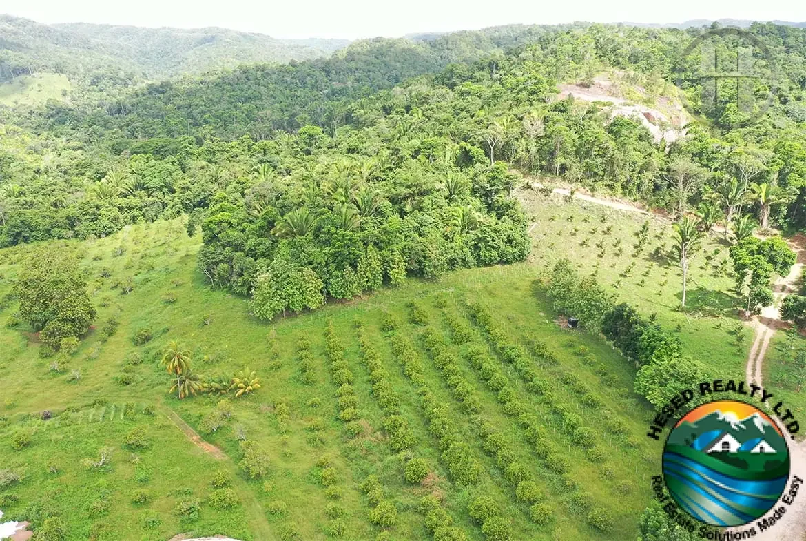 23.1-Acre Orange Grove Farm with 1,000 ft Creek Frontage in Pomona, Stann Creek