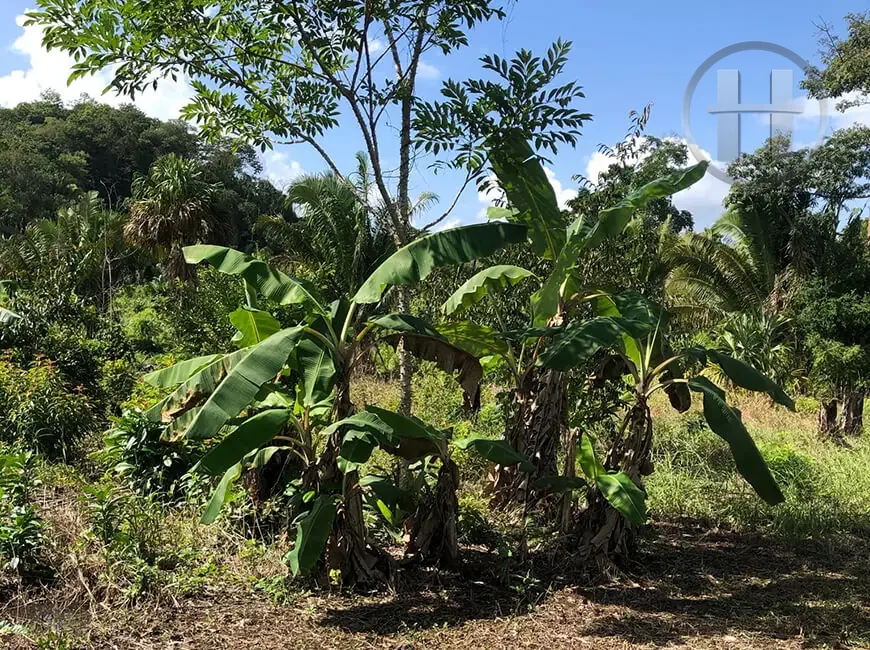 15-Acre Rolling Rainforest Land with Fruit Trees and Well near Springfield, Cayo