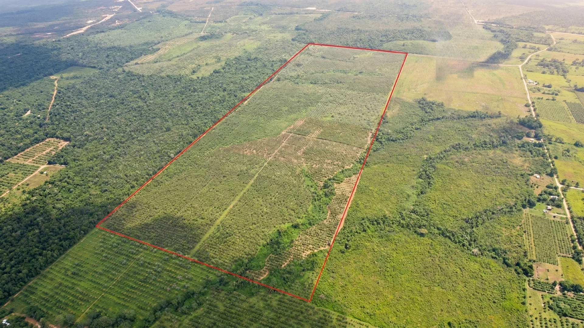 198-Acre Producing Citrus Farm with Valencia Oranges and Grapefruit, Stann Creek