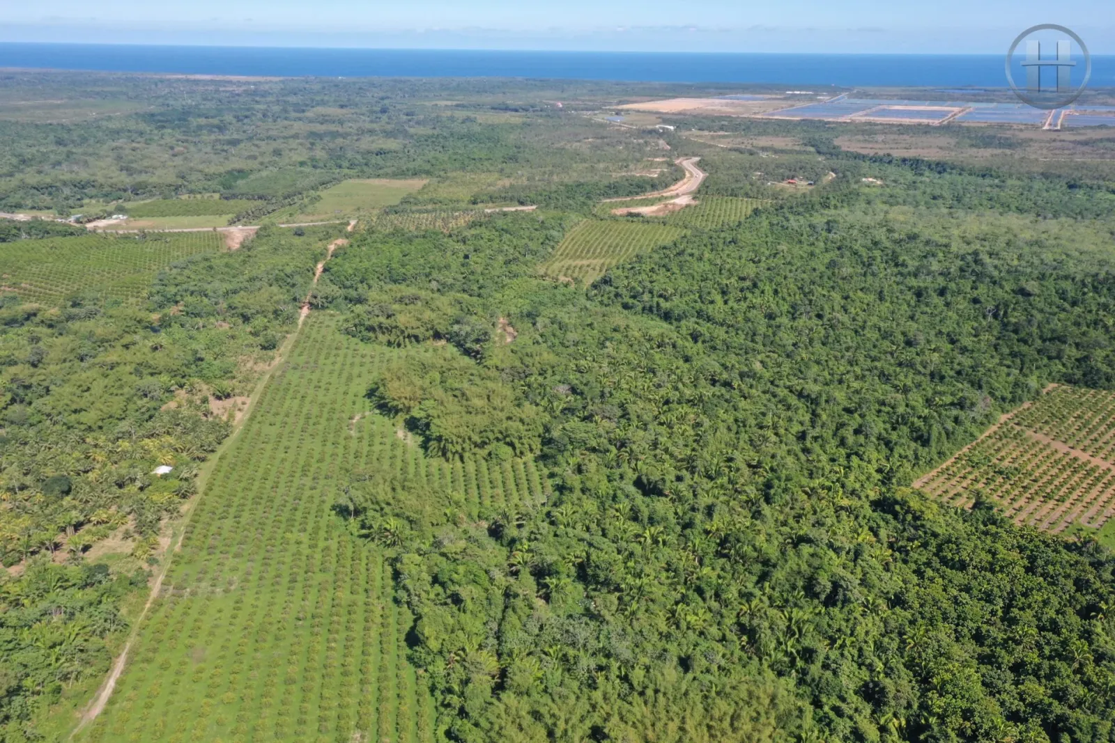 40-Acre Citrus Farm For Sale in Stann Creek