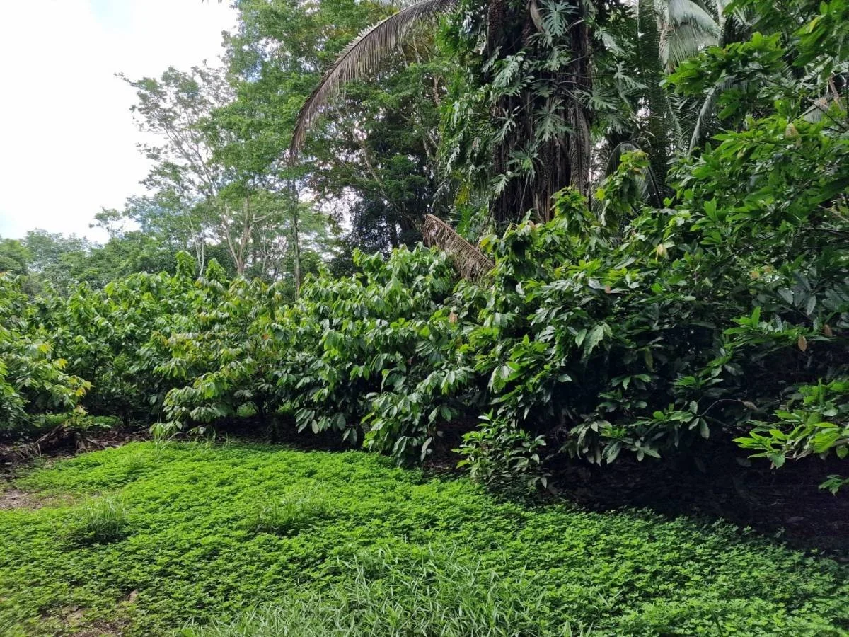 299-Acre Teak farm located in the Toledo district