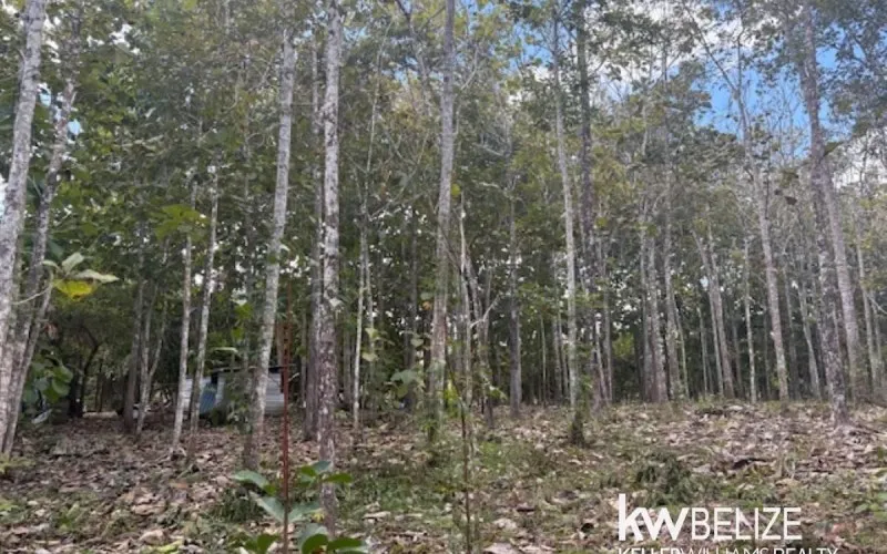 25-Acre Teak and Mahogany Tree Farm
