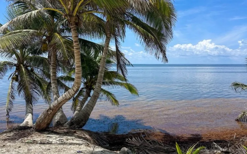 🌴 Elevated Beachfront & Back Lot Opportunity at Basil Jones