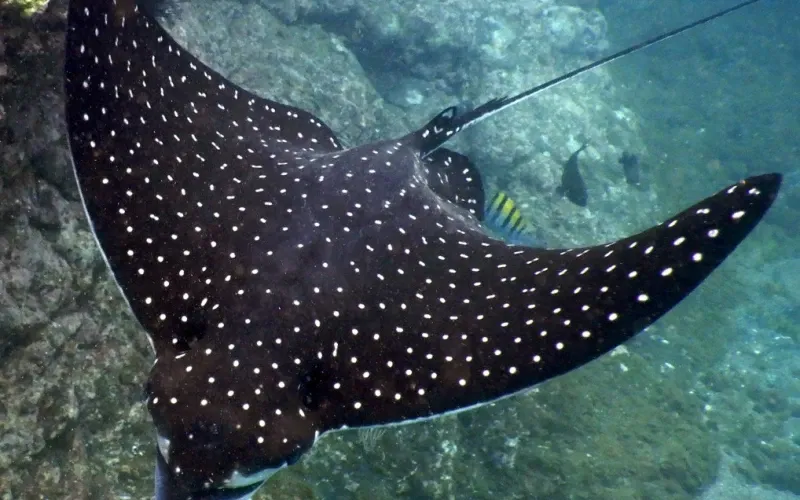 Premier tour, sailing, and snorkeling/diving operation