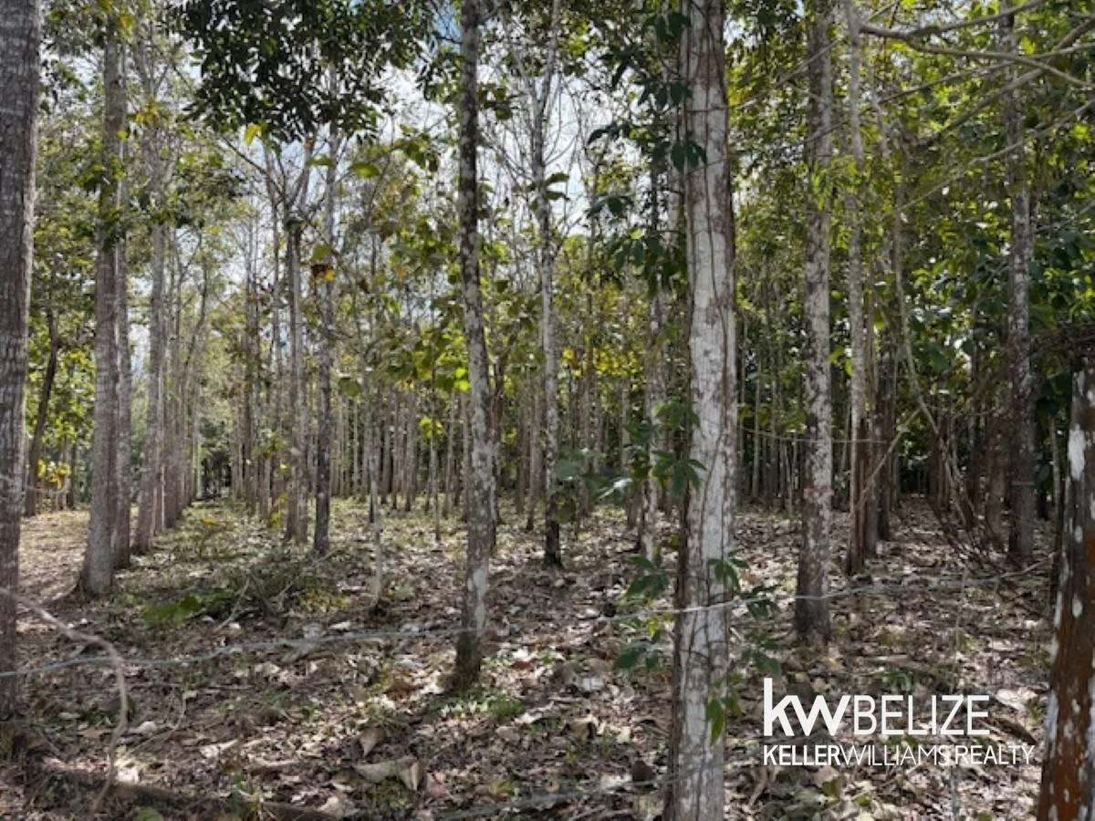25-Acre Teak and Mahogany Tree Farm