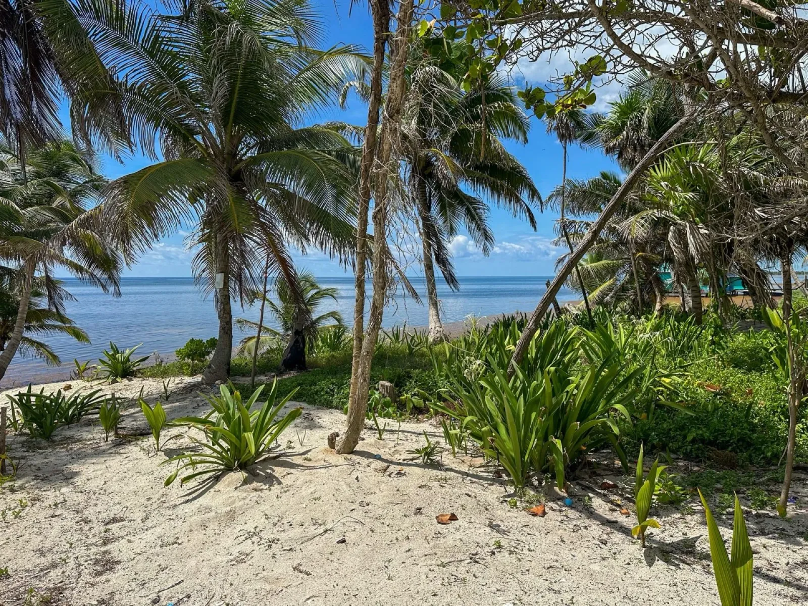 🌴 Elevated Beachfront & Back Lot Opportunity at Basil Jones